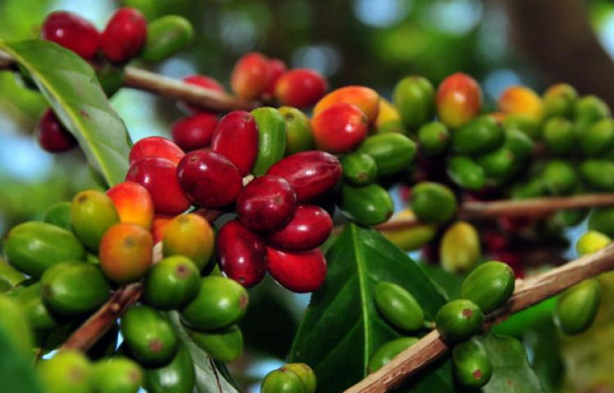 Kopi "Robusta" khas Bantiran